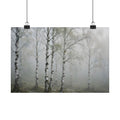 Birch Grove in Fog Art Print — Foggy Birch Trees Poster