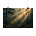 Sunbeams Through Pines Art Print — Forest Light Rays Poster